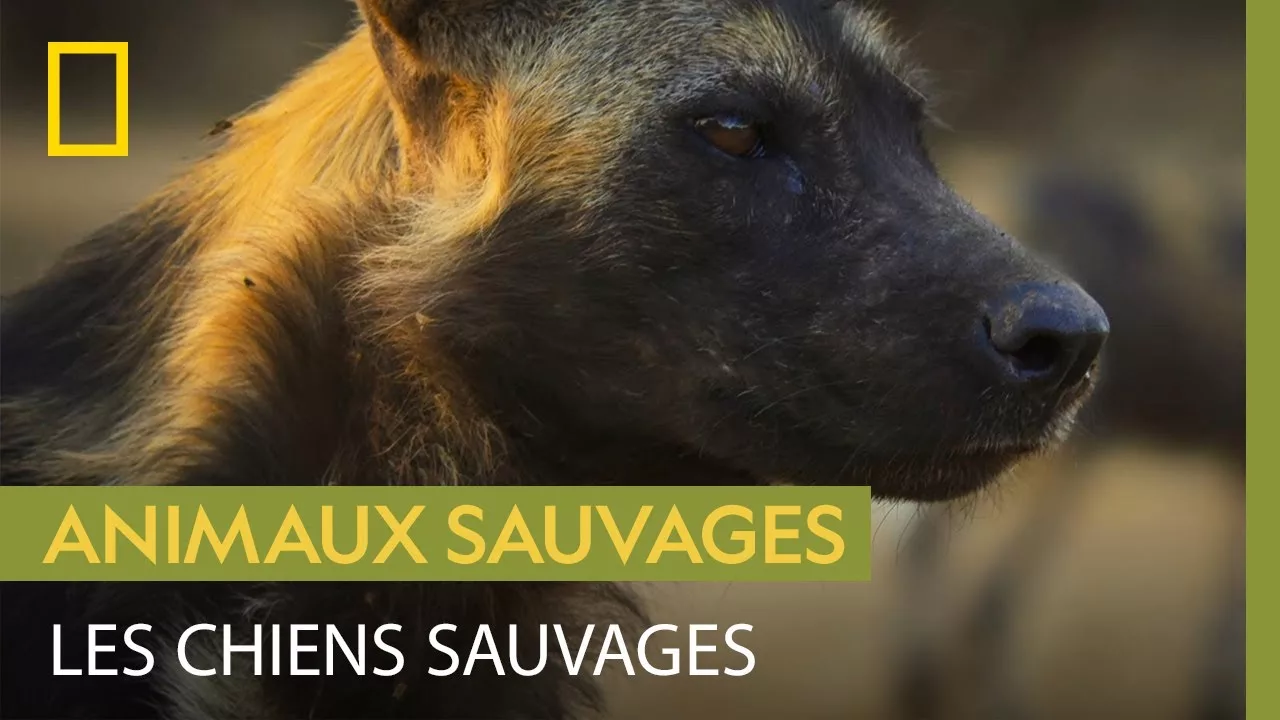 Documentaire Les rituels complexes des chiens sauvages