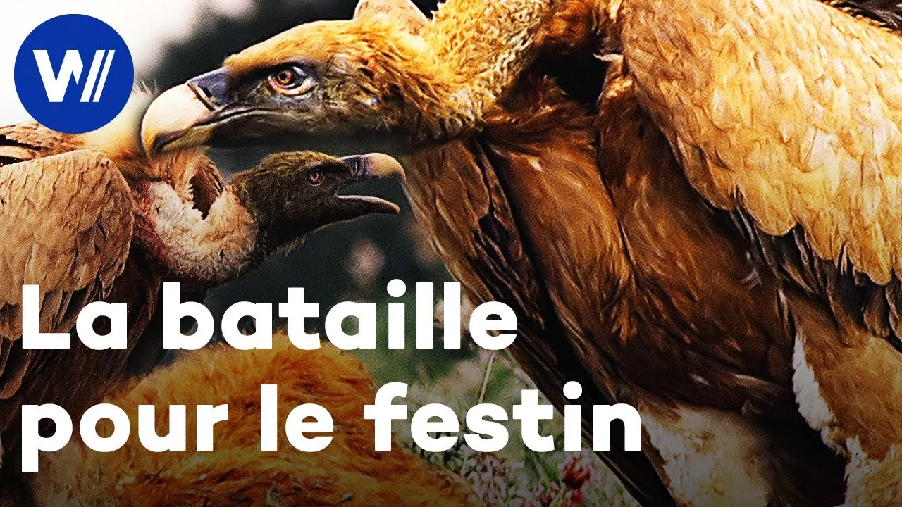 Documentaire Les vautours s’occupent avec soin de leurs petits et se disputent une carcasse