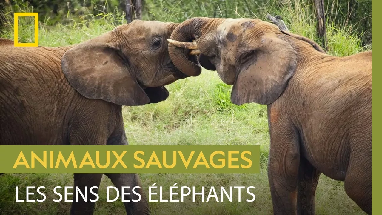 Documentaire L’ouïe et le toucher, deux sens capitaux chez les éléphants