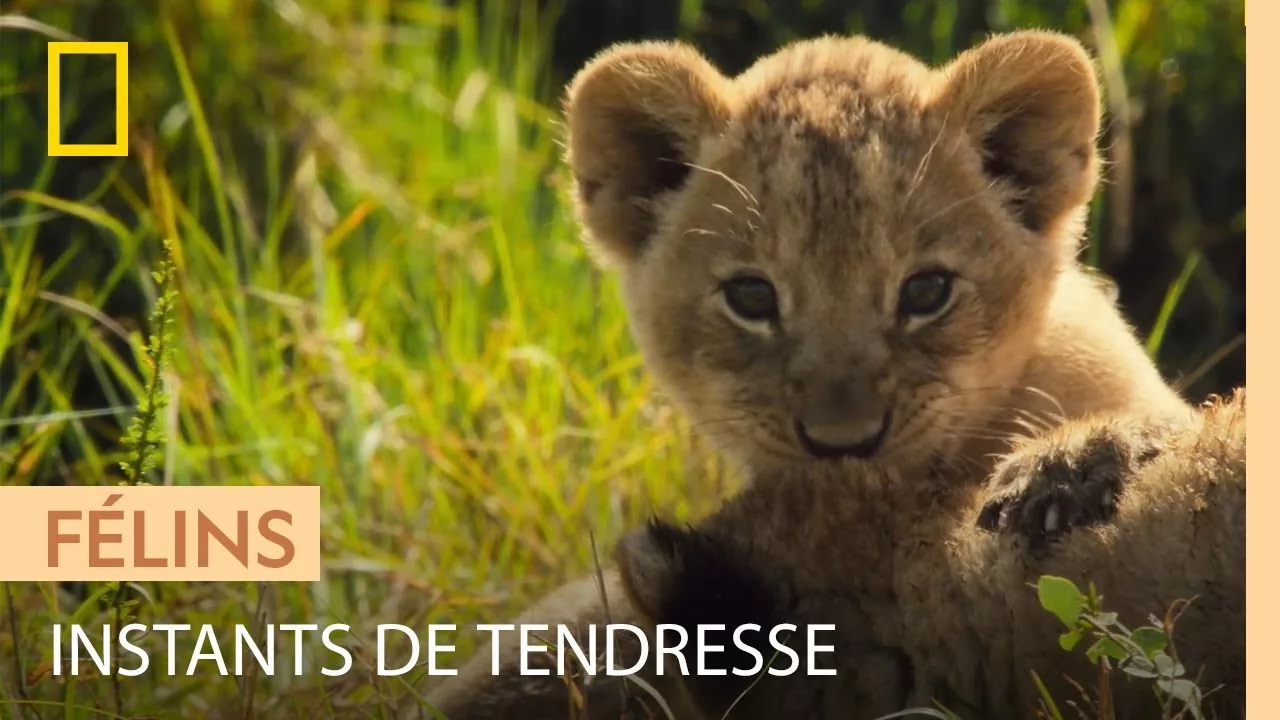 Documentaire Magnifiques images de jeunes lionceaux avec leur mère
