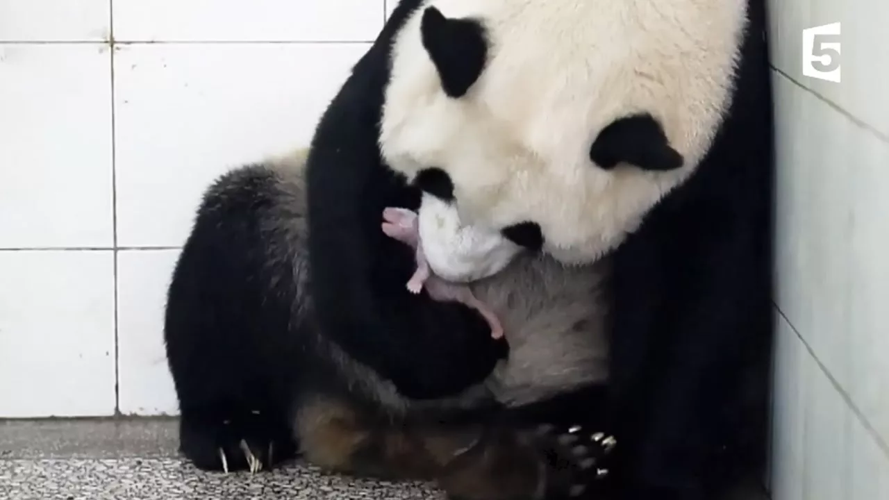 Documentaire Naissance de bébé panda en direct