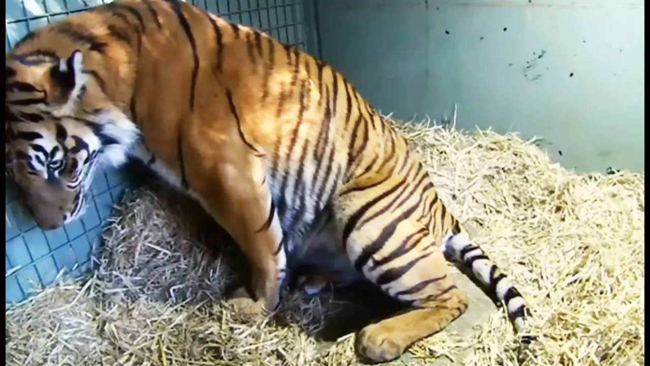 Documentaire Naissance de deux tigres jumeaux en direct