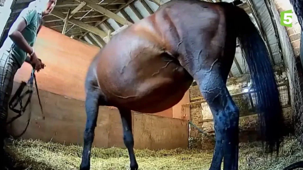 Documentaire Naissance d’un bébé cheval en direct