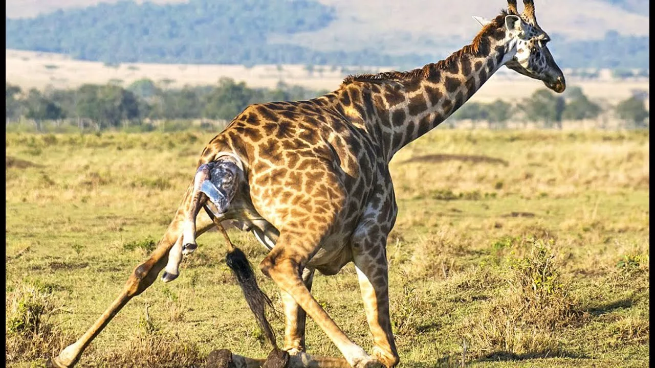 Documentaire Naissance d’un bébé girafe en direct