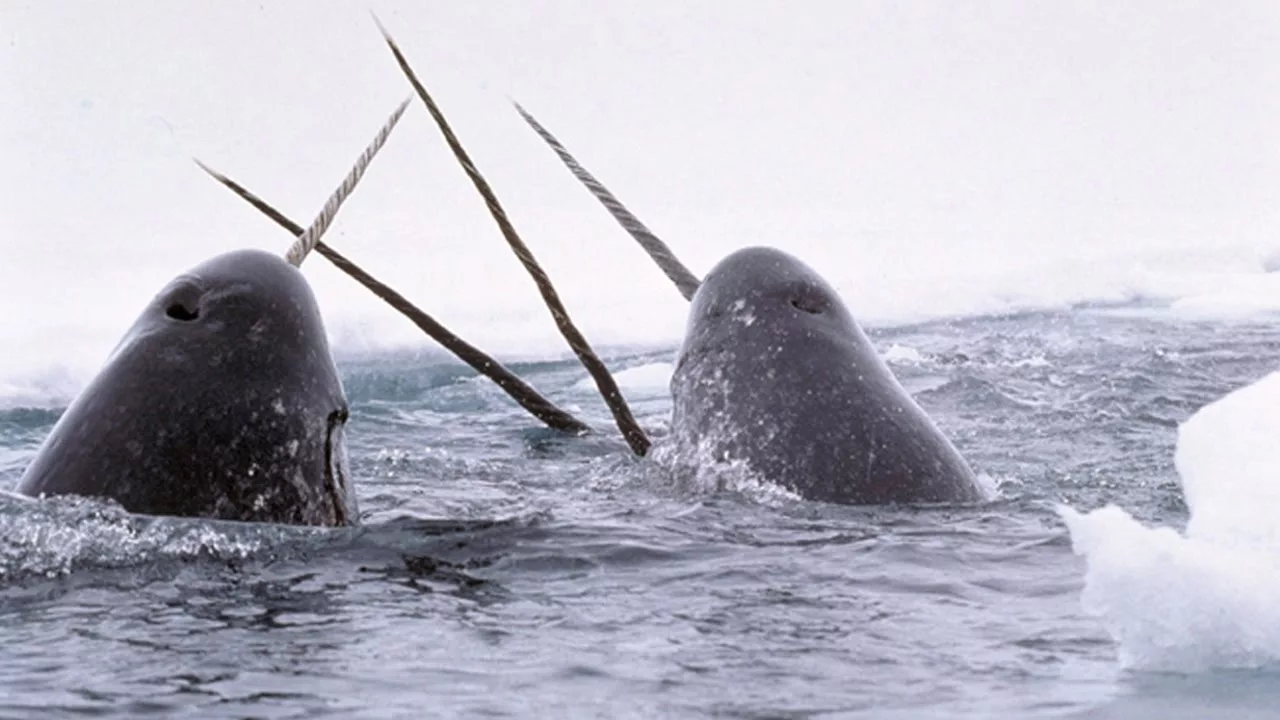 Documentaire Narvals & Belugas : animaux étranges de l’Arctique