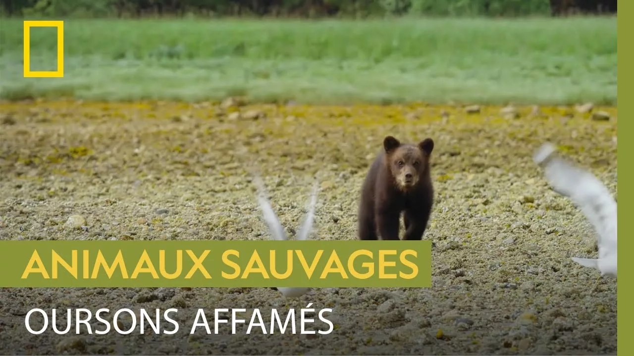 Documentaire Pour cette ourse, nourrir deux petits de quatre mois est un défi quotidien