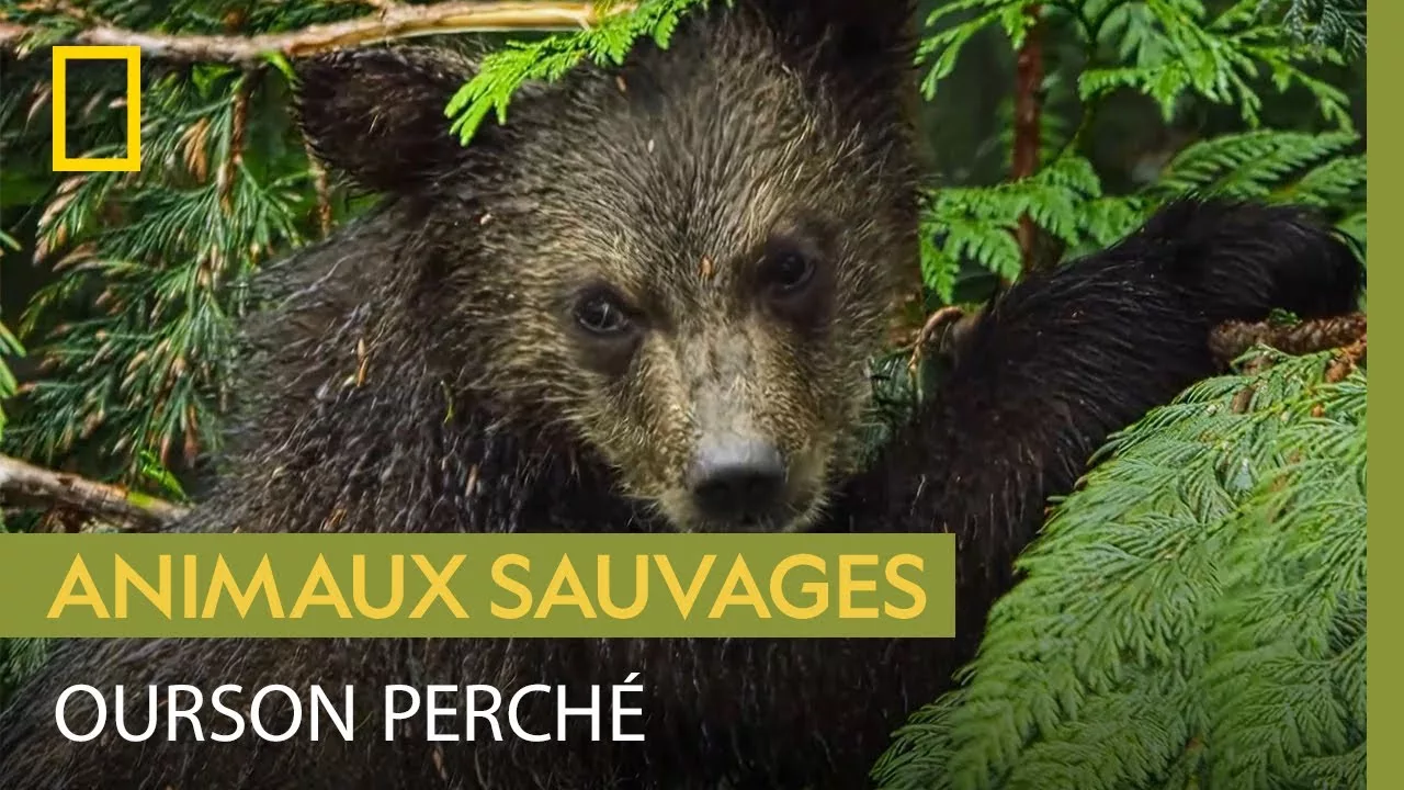 Documentaire Pourquoi les oursons doivent-ils savoir grimper aux arbres dès leurs premiers mois ?