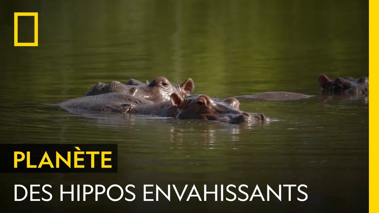 Documentaire Pourquoi l’hippopotame est-il une espèce invasive en Colombie ?