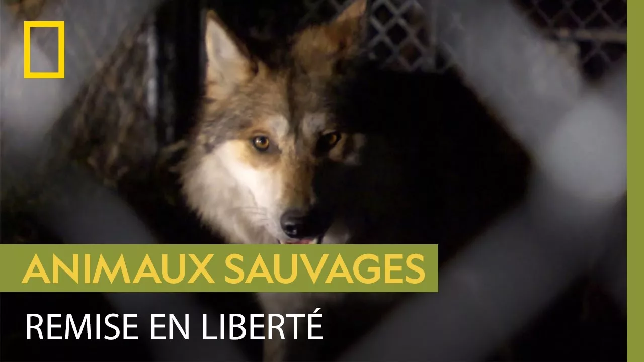 Documentaire Rare : un loup élevé en captivité est relâché dans la nature