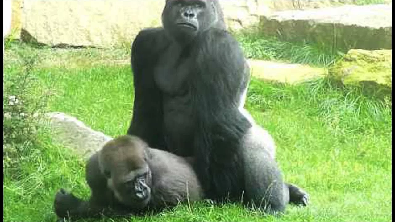 Documentaire Sexe : comment font les gorilles ?