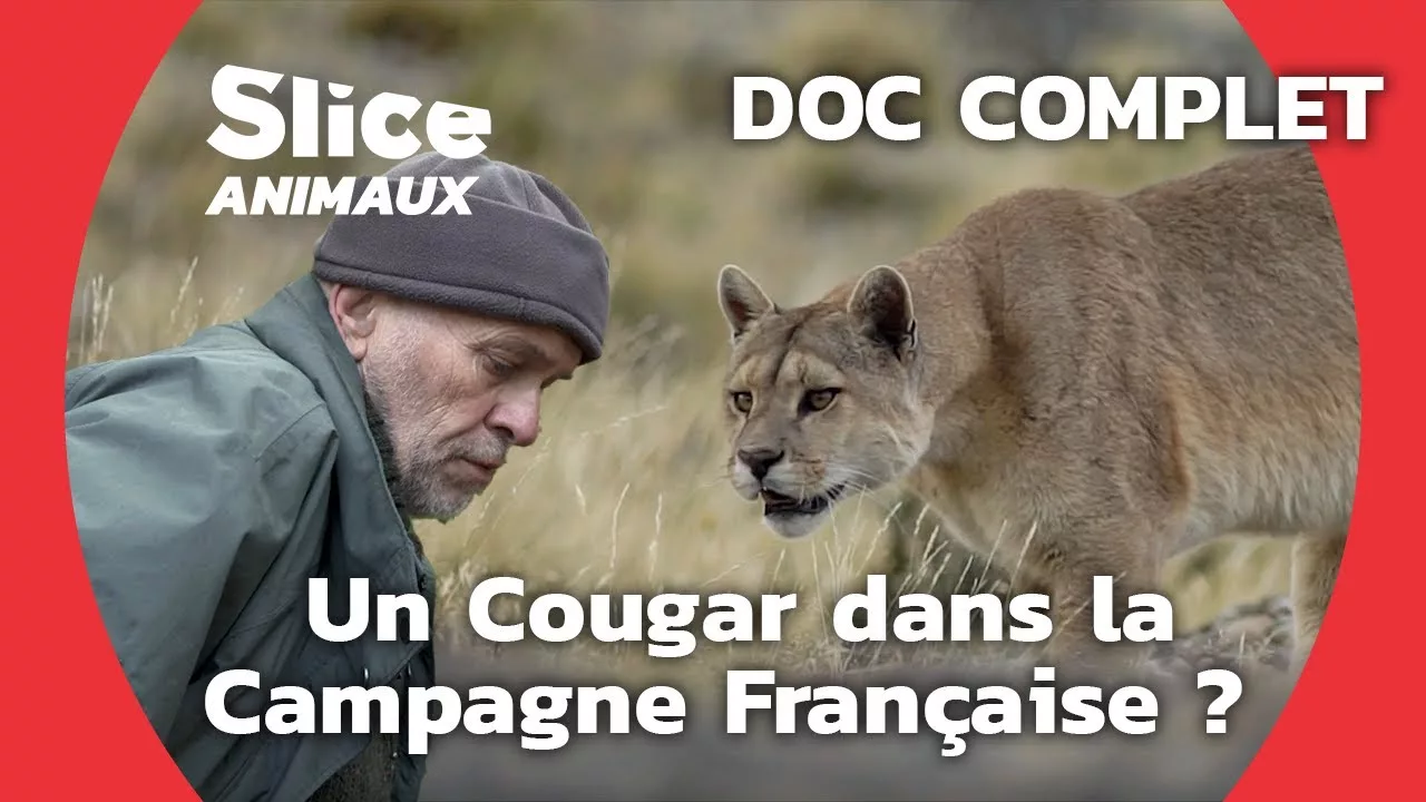 Documentaire Sur les traces du cougar du Gévaudan