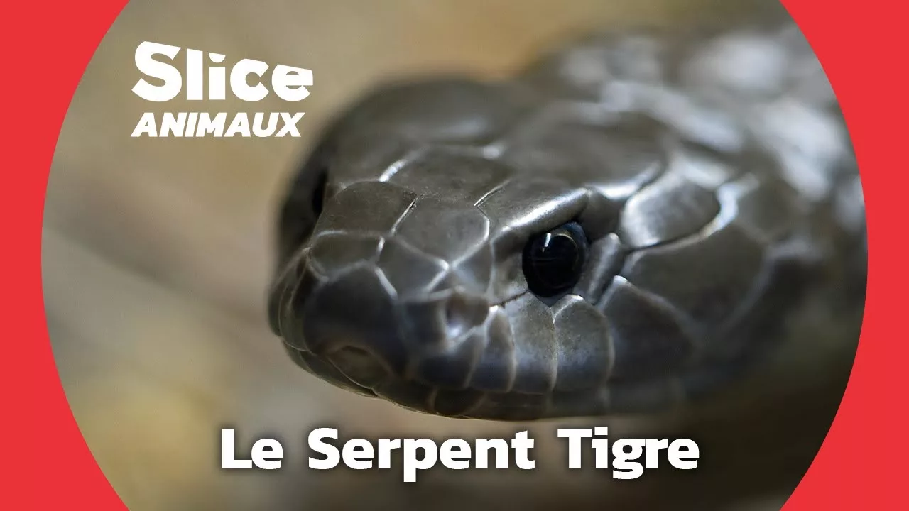 Documentaire Techniques de survie du serpent tigre