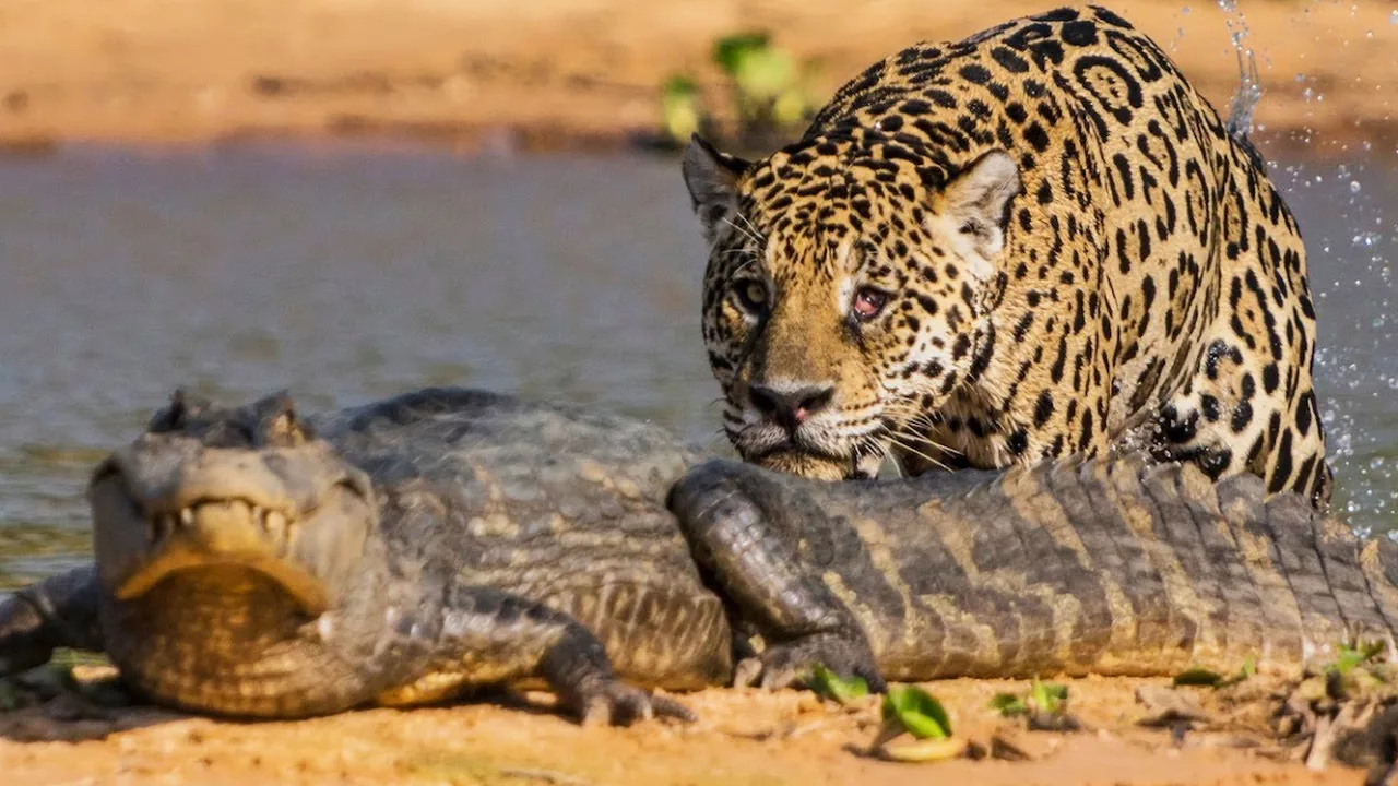 Documentaire Un jaguar attaque un caïman !