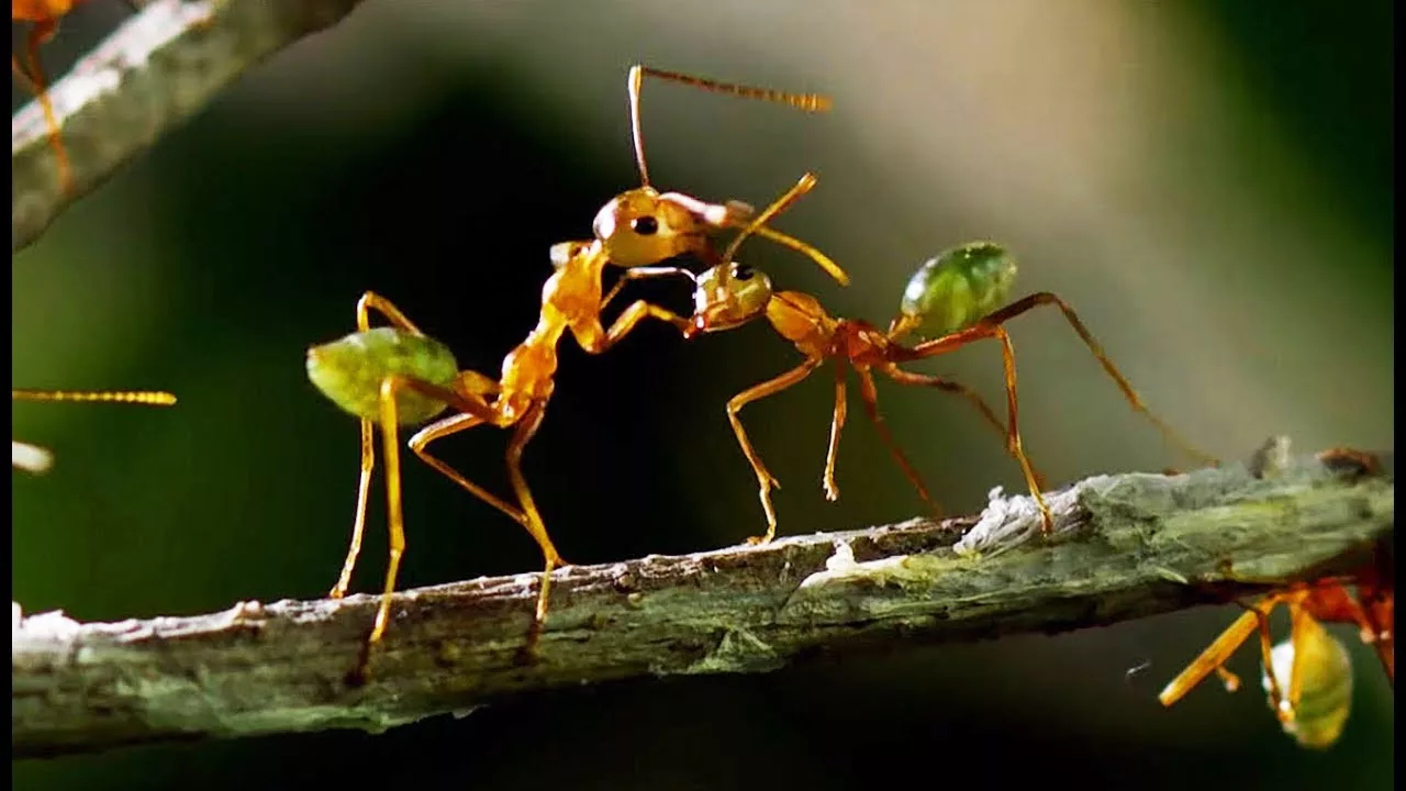 Documentaire Une forteresse de fourmis attaquée par une armée !
