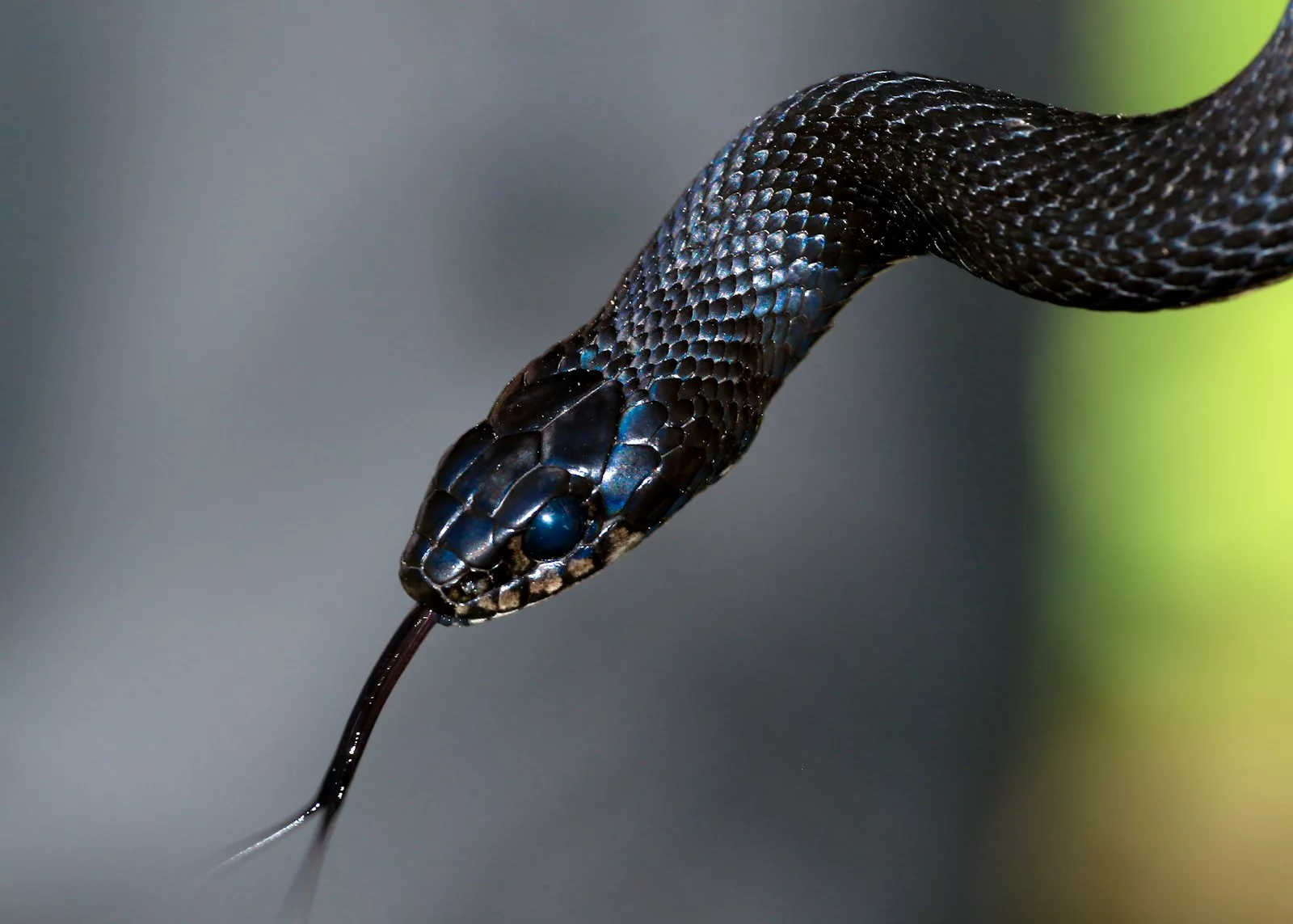 Documentaire Quels sont les serpents les plus dangereux ?