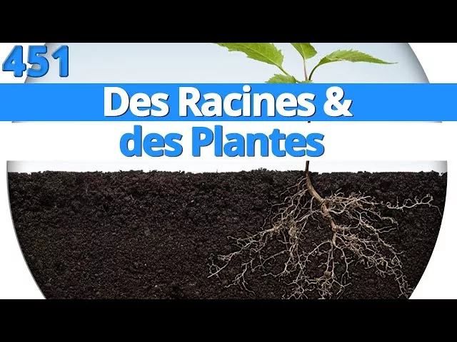 Documentaire Des racines et des plantes