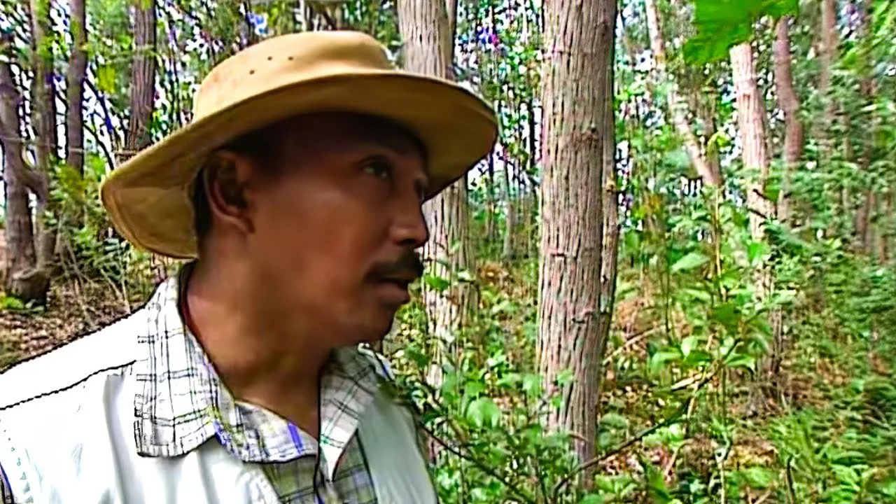 Documentaire Au secours des forêts malgaches