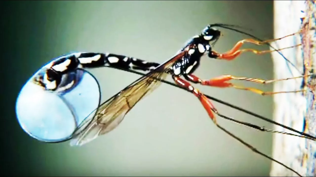 Documentaire Cet insecte repousse la frontière de l’étrange