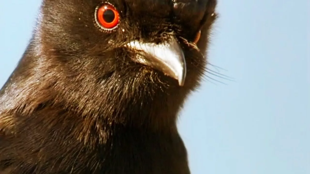Documentaire Cet oiseau a tué le respect