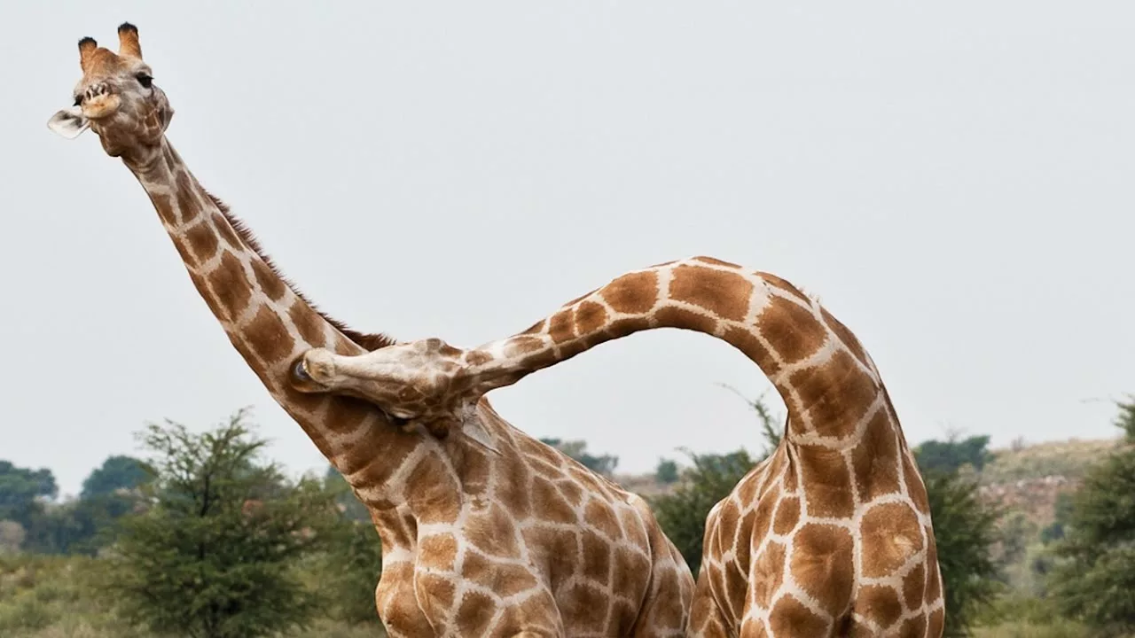 Documentaire Combat de girafes violent