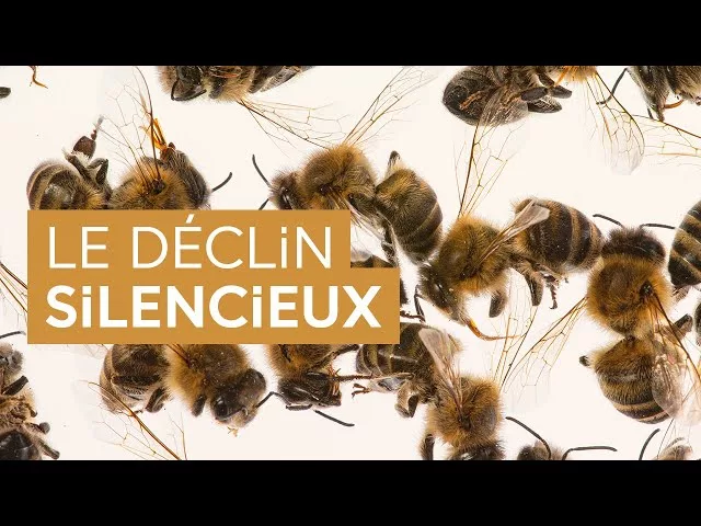 Documentaire Insectes, un déclin silencieux