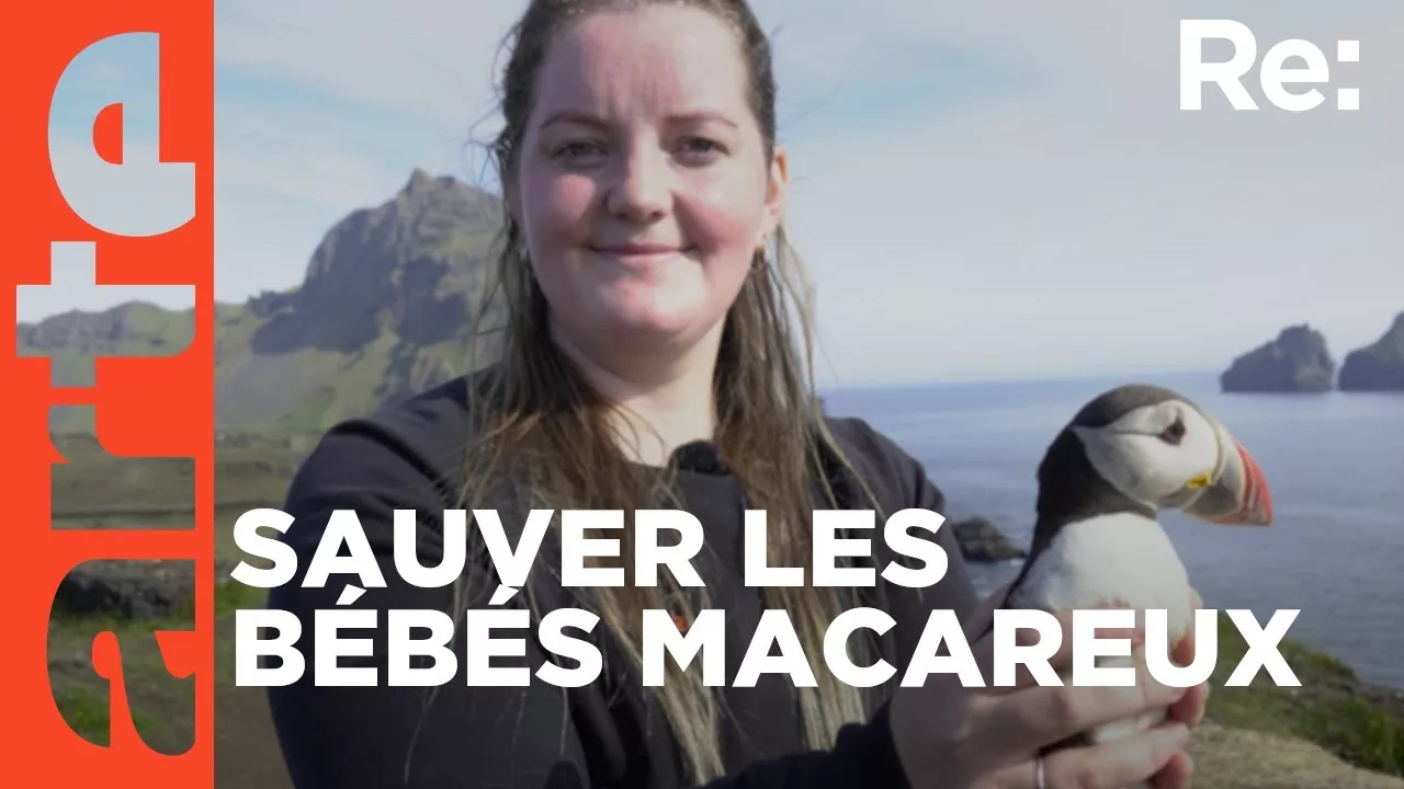 Documentaire En Islande, on sauve les macareux