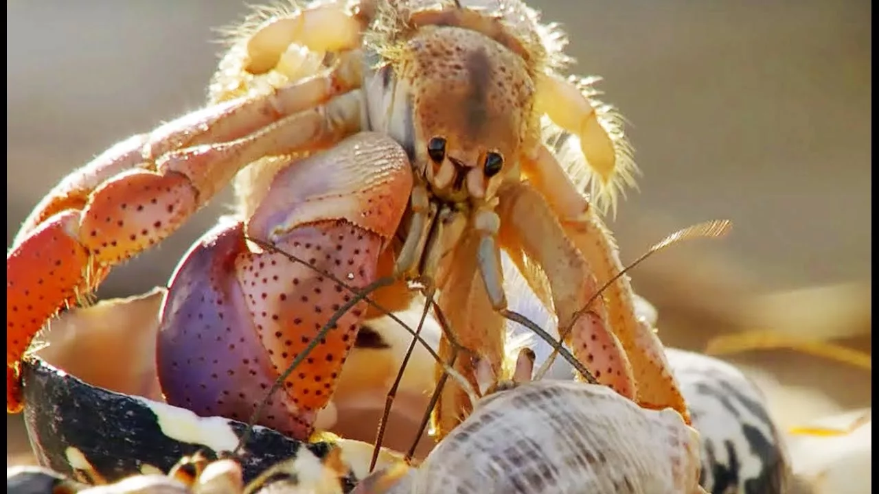 Documentaire Fou: des bernard-l’hermites échangent de coquilles