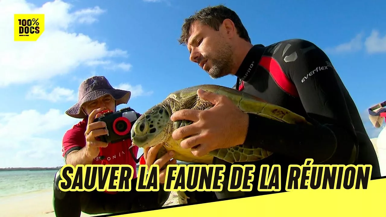 Documentaire Ils sauvent les tortues de la Réunion