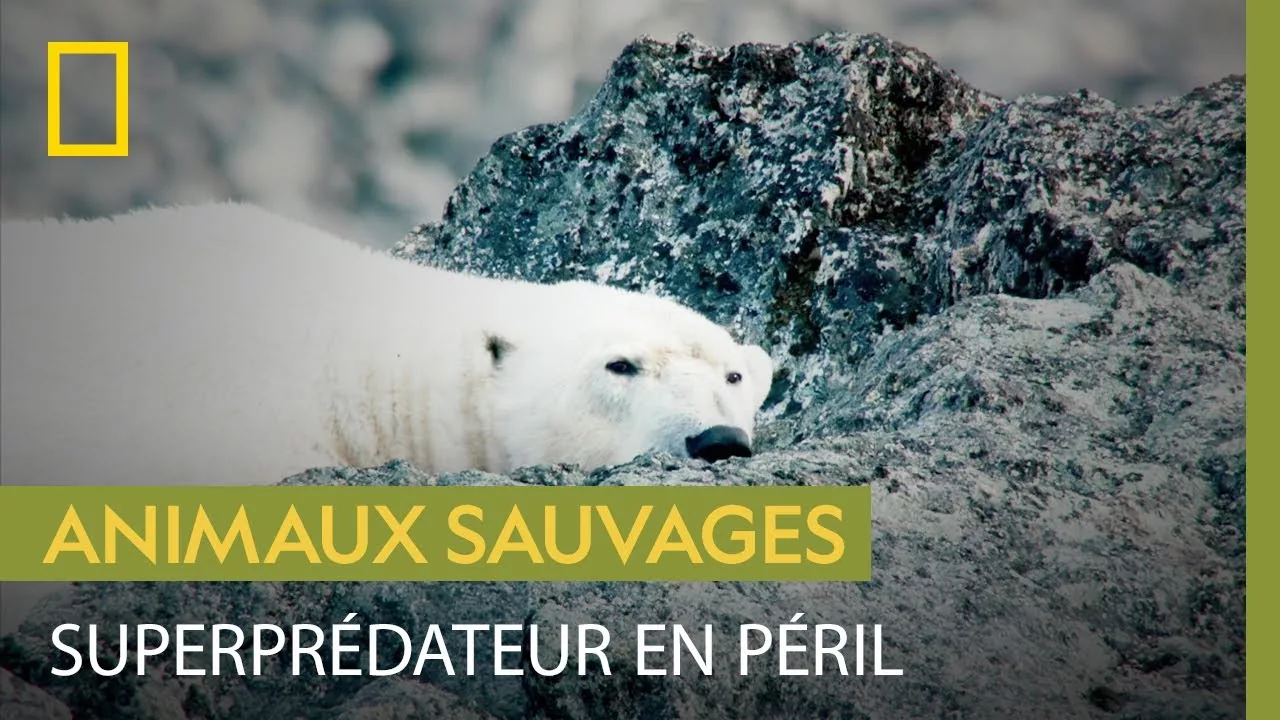 Documentaire La terrible lutte des ours polaires pour se nourrir