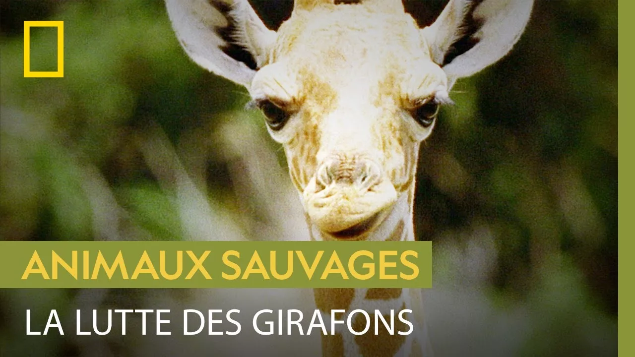 Documentaire La vie dangereuse des girafons