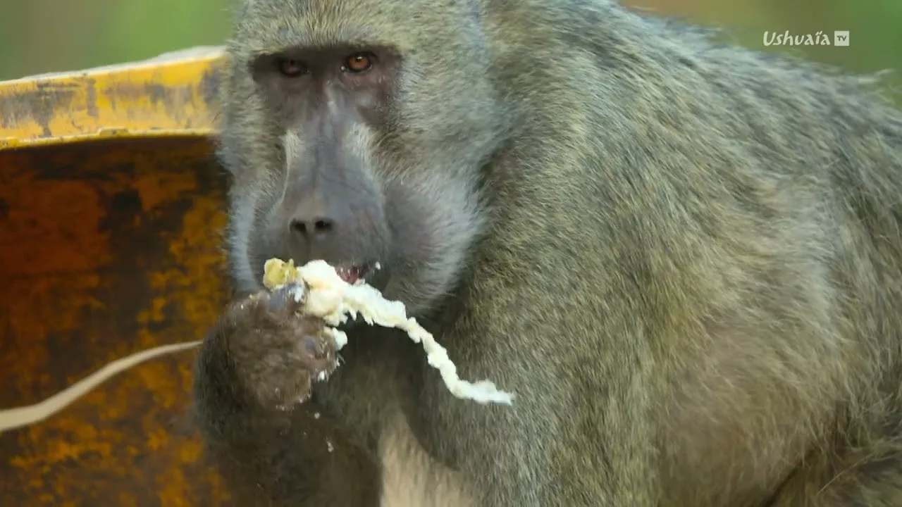 Documentaire Le nez dans les poubelles – Les babouins des chutes Victoria