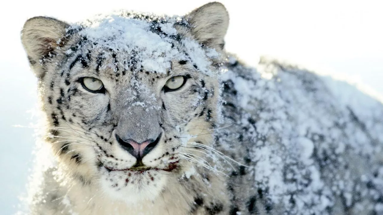 Documentaire L’incroyable léopard des neiges
