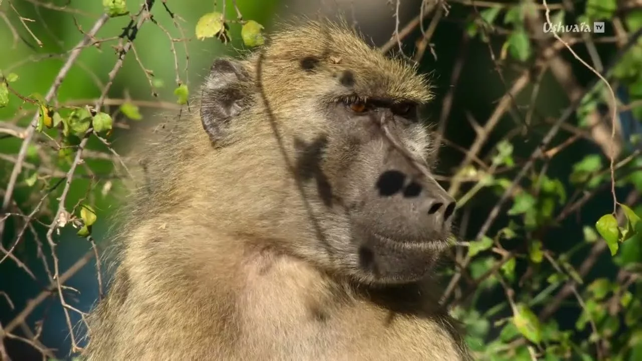 Documentaire Mères et soeurs – Les babouins des chutes Victoria
