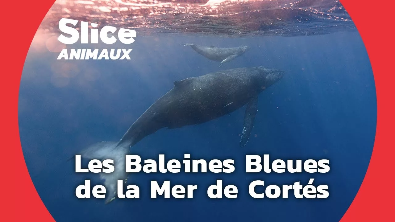 Documentaire Protéger la baleine bleue