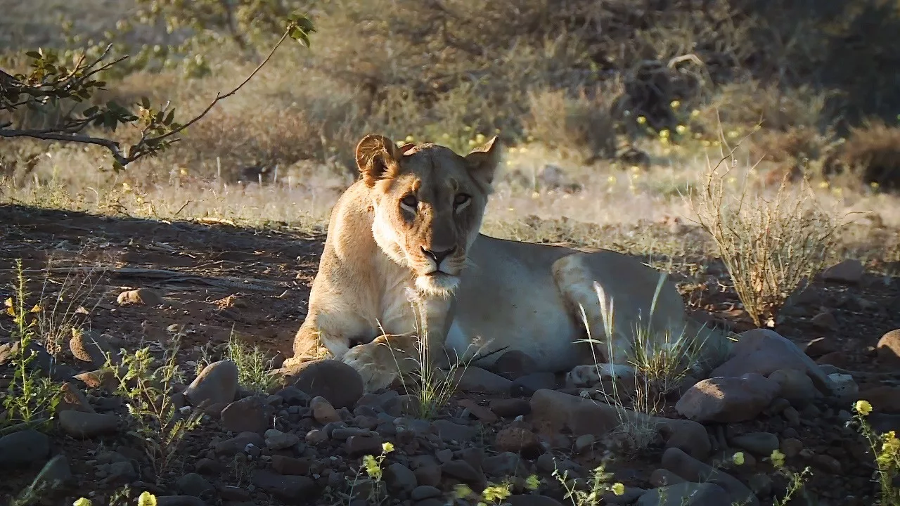 Documentaire Sur la piste des lions du Namib