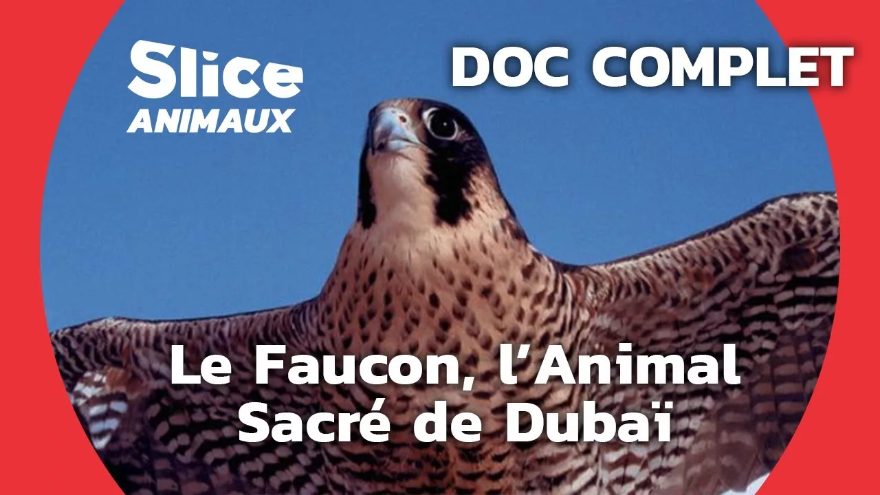 Documentaire Un hôpital pour les faucons de Dubaï