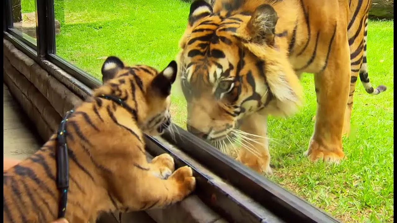 Documentaire Un bébé tigre rencontre un tigre adulte pour la 1ère fois
