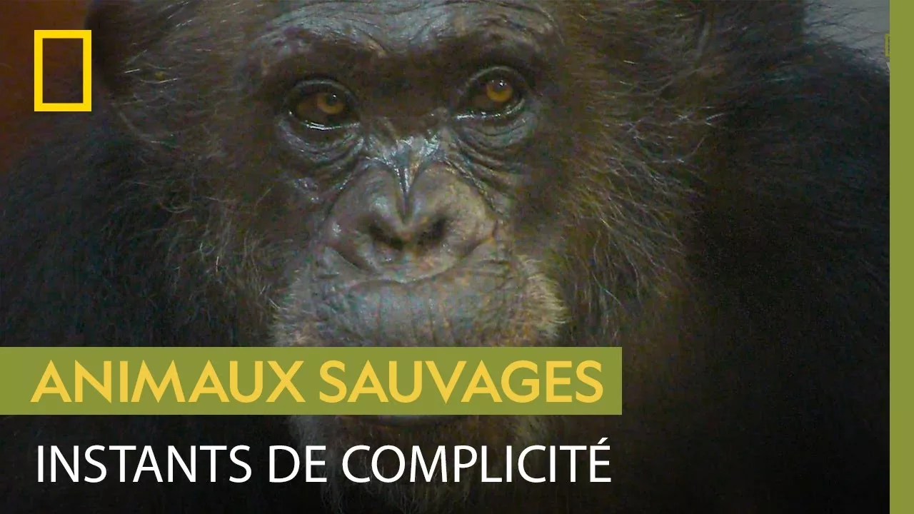 Documentaire Un chimpanzé joue avec sa soigneuse avant de pouvoir intégrer le refuge