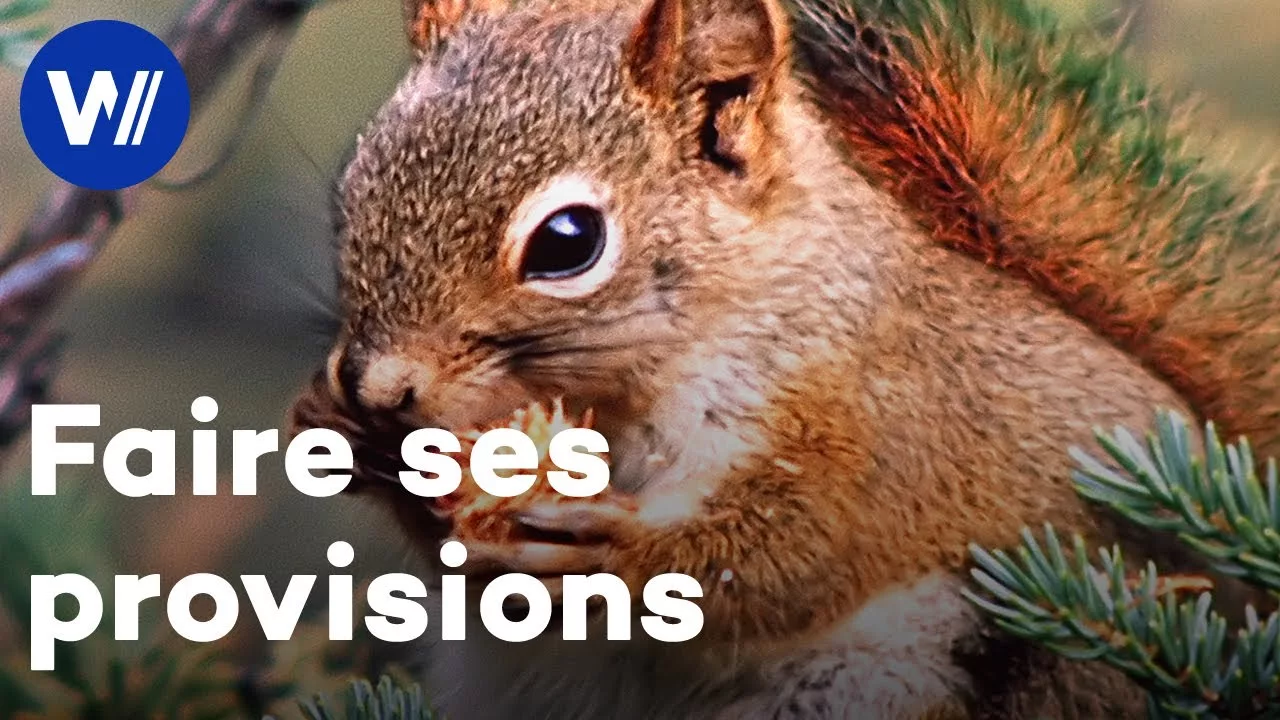 Documentaire Un écureuil roux fait ses provisions pour l’hiver dans la fôret canadienne