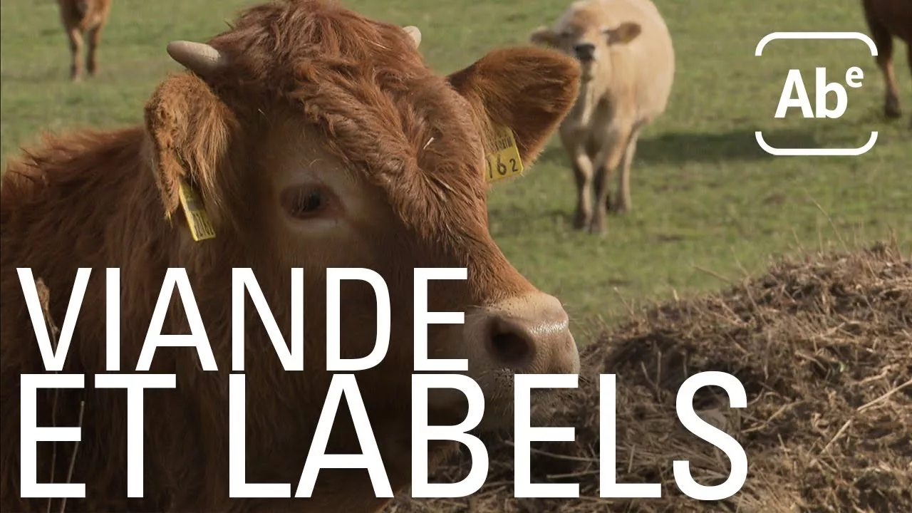 Documentaire Viande suisse : la jungle des labels