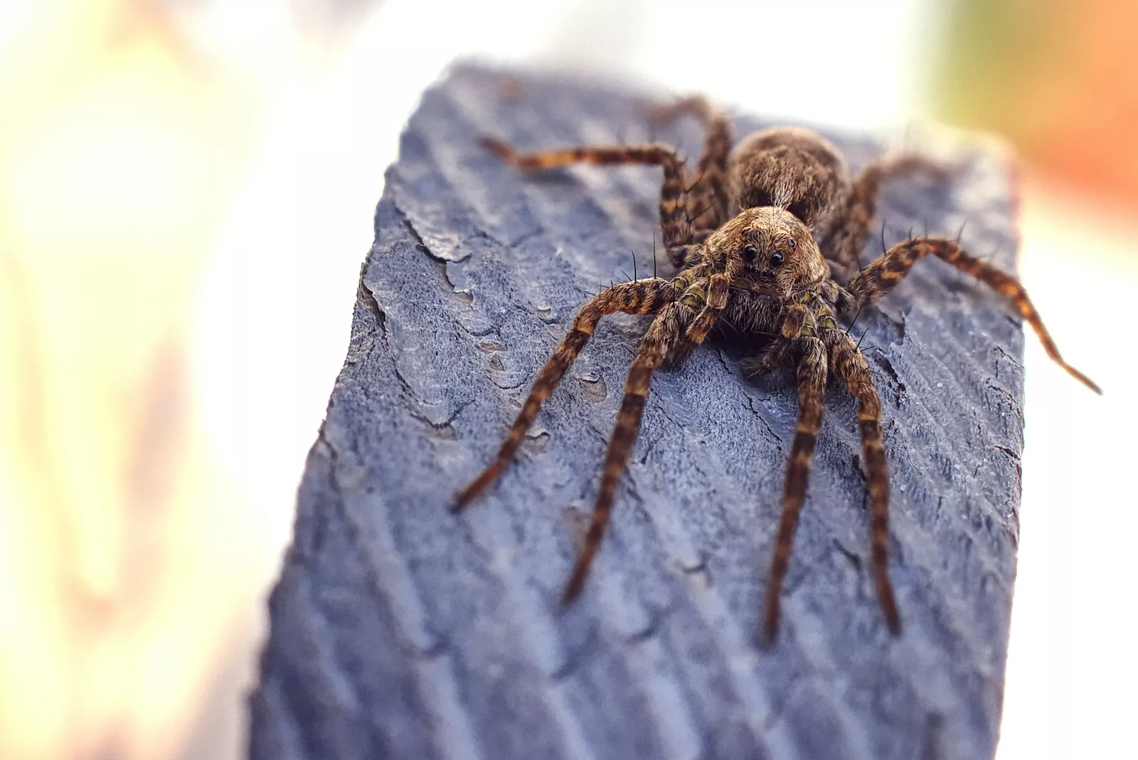 Documentaire Quelles sont les araignées les plus dangereuses ?