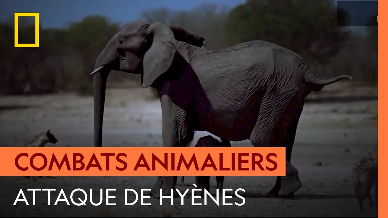 Documentaire Attaque de hyènes sur une famille d’éléphants