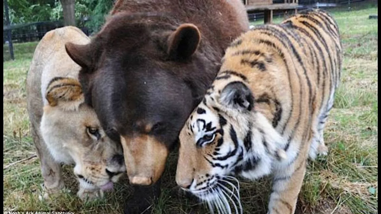 Documentaire Belle amitié entre tigre, ours et lion