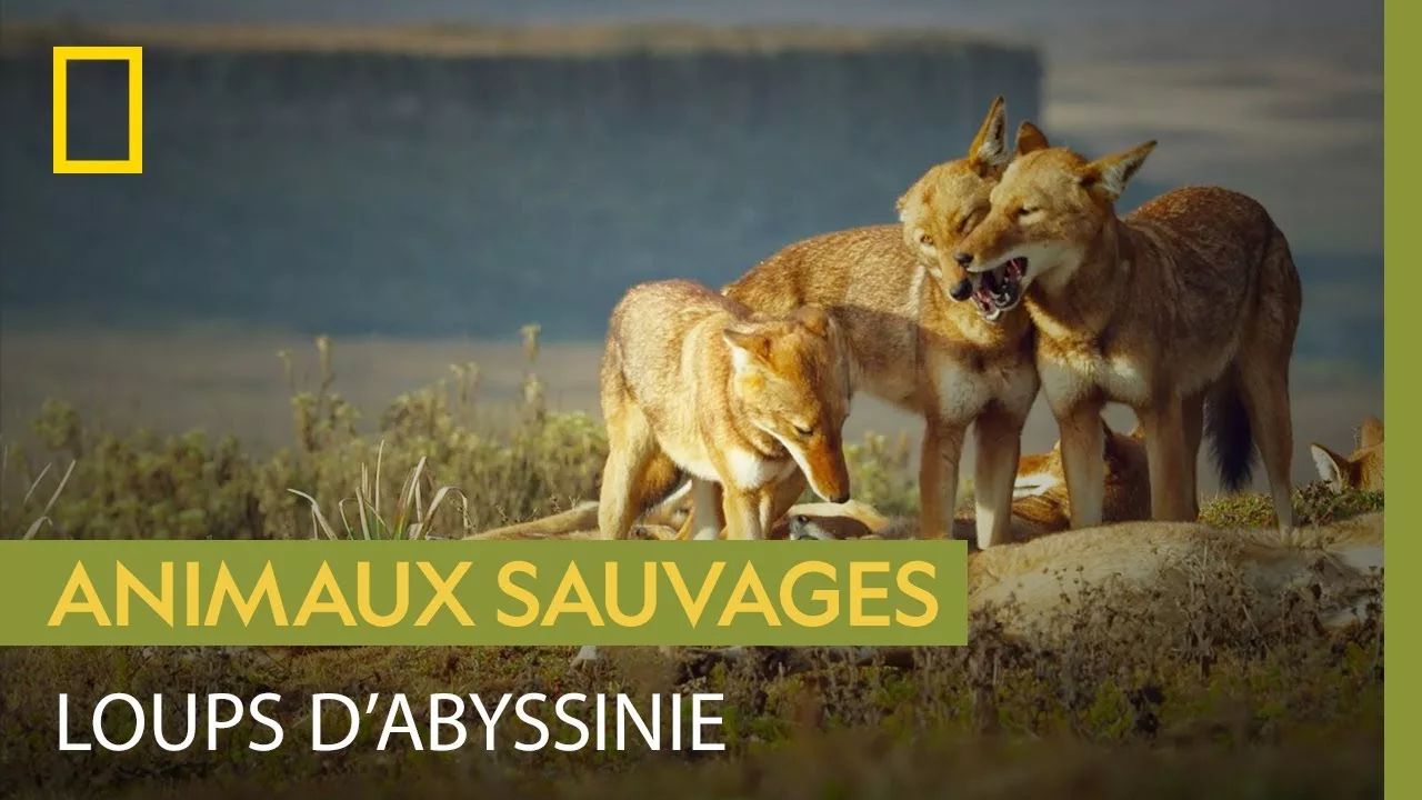 Documentaire Cette meute de loups d’Abyssinie règne sur un magnifique territoire