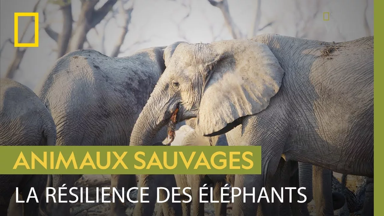 Documentaire Comment les éléphants résistent-ils à la sécheresse ?