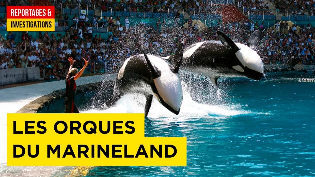 Documentaire Dans les coulisses du Marineland – le plus grand zoo marin d’Europe