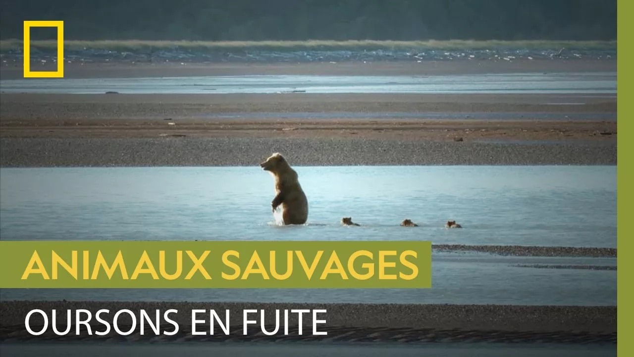 Documentaire Des oursons traversent un cours d’eau dangereux pour fuir un mâle menaçant