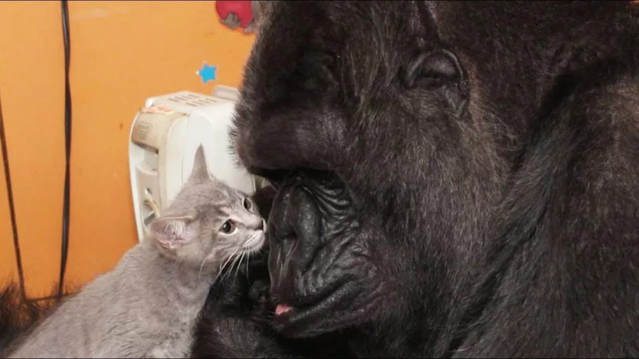 Documentaire Koko le gorille et son chaton