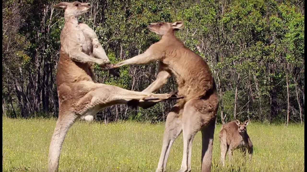 Documentaire La violence extrême du kangourou