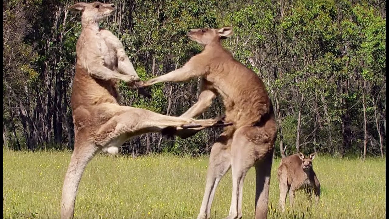 La violence extrême du kangourou